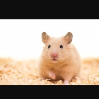 キンクマハムスター オス 5月下旬生まれ