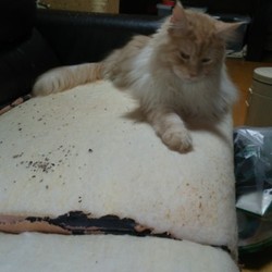 「邪魔しかしないブラック企業」サムネイル1