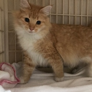 サモちゃそ さん お迎え