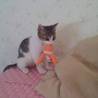 長い尻尾小顔美人の子猫3ヶ月★里親様急募！ サムネイル7
