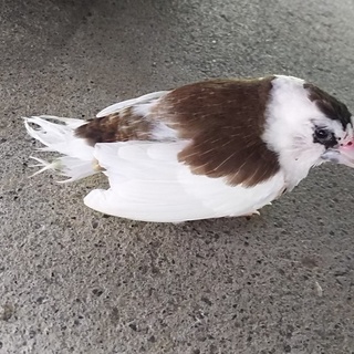 元の飼い主に出逢えない迷子です(;-;)