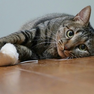 不器用ですが…可愛い大きめもっちり系男子・佐藤くん