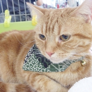 【トライアル決定】甘えん坊！…だけどトラウマ持ち