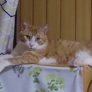 まんまるお目目、奥ゆかしい琥珀くん。