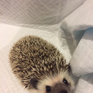 里親探してます