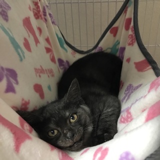 甘えんぼなロシアンブルー似のニャン(*^^*)