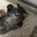三ヶ月の可愛い猫ちゃん