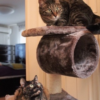 ４歳、兄妹猫、一緒での募集です！