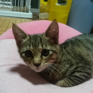 子猫の里親募集(5/1産まれ)雌２匹