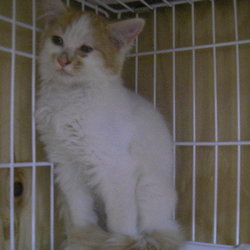 生後3ヶ月の子猫保護しました。