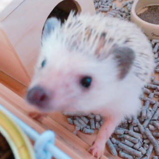 かわいいハリちゃん