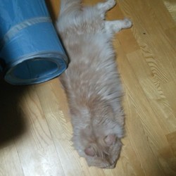 「大ヒットおやつ」サムネイル1