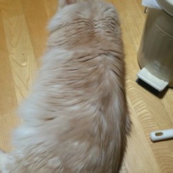 「大ヒットおやつ」サムネイル2