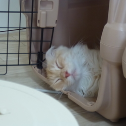 「大ヒットおやつ」サムネイル3