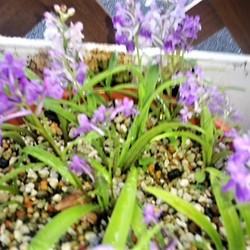 「こまめに放鳥」サムネイル1