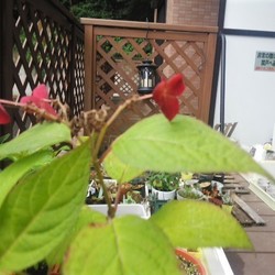 「こまめに放鳥」サムネイル2