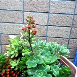 「こまめに放鳥」サムネイル3