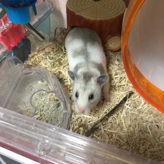 ゴールデンハムスター シルバー系メス