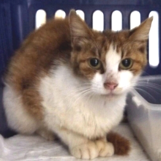 人懐こい茶シロくん✧時間がないです(;_;)