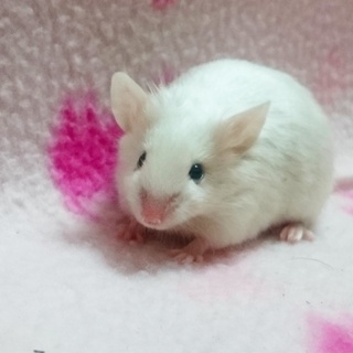 サテンアイボリー黒目カラーマウス