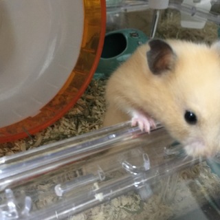 (交渉中)キンクマハムスター オス 5月中旬生まれ