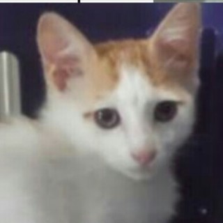 可愛い茶シロ仔猫二匹❀処分対象です