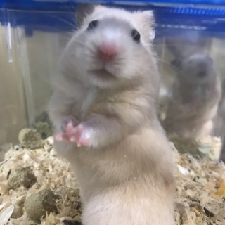 キンクマの里親さん募集中