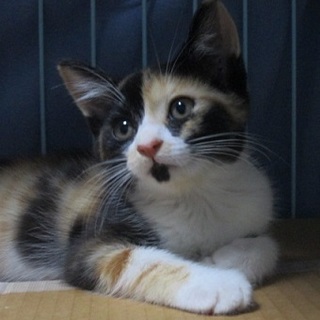 猛暑さに負けずにがんばった子猫「カリンちゃん」