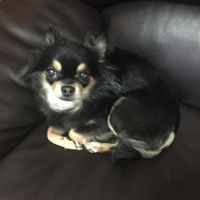 チモシー