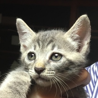 かわいい子猫ちゃんの里親お願いします
