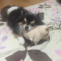 くるたん