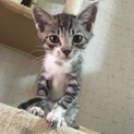 人が大好き3ヵ月半〜4ヵ月くらい♂