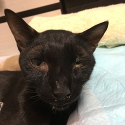 病気で亡くなりました。