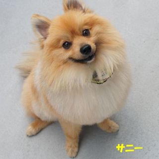 元気なポメ・１才のオス