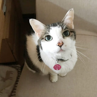 行き場がありません、キジ白のシニア猫さんお家急募！