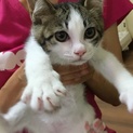 去勢済み子猫３ヶ月