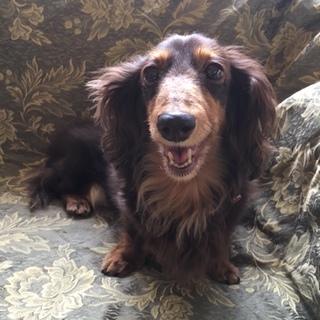 ミニチュアダックス里親募集