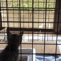 2017年6月28日 最後の1匹とお別れの日