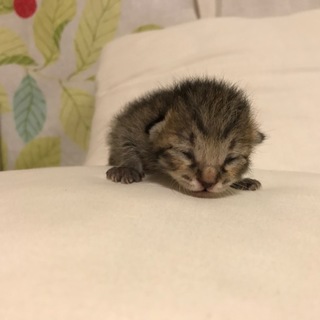 【大至急】生後２週間の子ネコ！