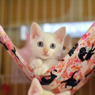 （トライアル決定）ブルーアイ美男【七星】