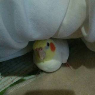 オカメインコ里親募集