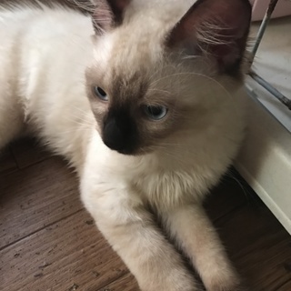 白ふわシャムmixくん①