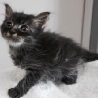 愛護団体様の引き出しが決まりました。