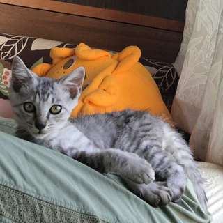 穏やかな美少年「レオ」