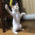 猫の里親募集中