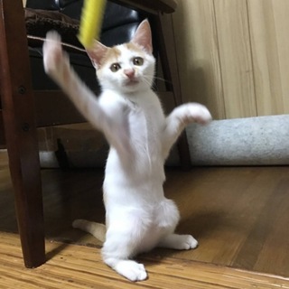 猫の里親募集中