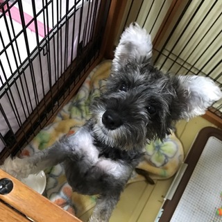 パピーらしく、ヤンチャで甘えたな女の子♪