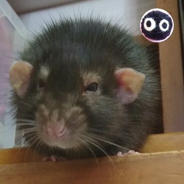 我が家のまっくろくろすけ