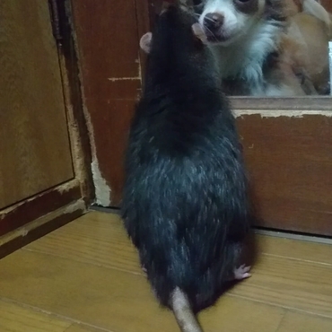 ロッティとシロ