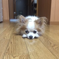 心春（こはる）